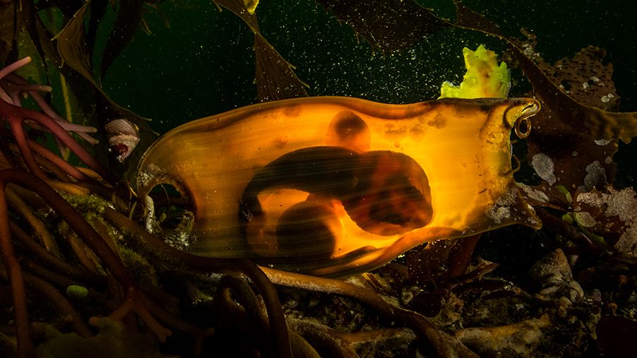 Nejlepší letošní fotky přírody: Křižák, chřestýš i masožravá láčkovka